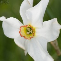 Pheasants Eye Dafodil